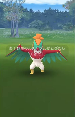ポケモンgo ルチャブル 野生