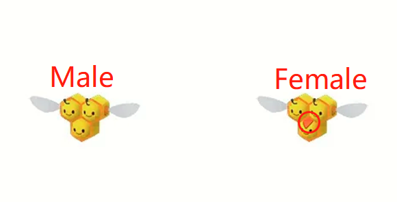 Male Vs Female Combee
