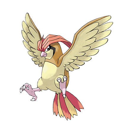 pidgeotto