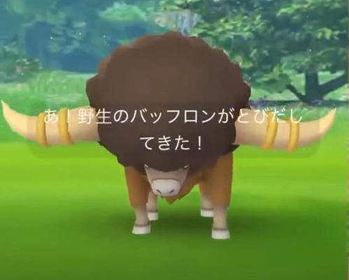 ポケモンGO バッフロン 野生