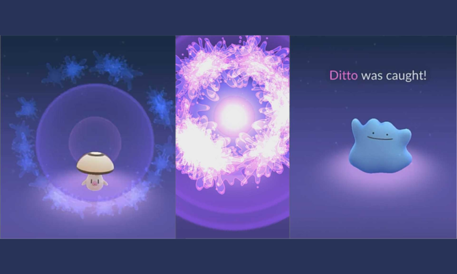 shiny-ditto-catch