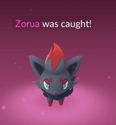 zorua-caught